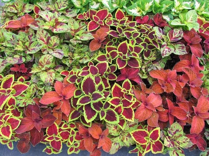 Coleus Plectranthus scutellarioides flower seeds for planting in indoor pots or shaded garden areas - for planting in home garden