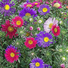 Aster Alpinus Mixed Seeds (Aster alpinus) for colorful blooms in the ornamental planting and backyard borders