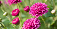 Emerald blue-purple chrysanthemum flower seeds for garden