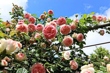 DIY Home Garden Climbing Rose Seeds for training up trellises and fences