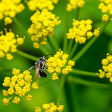 Golden Alexander Seeds (Zizia aurea) for a bright addition to the flower patch home garden