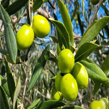 Olive Tree Olea Europaea Seeds for long-term planting in the Urban Garden