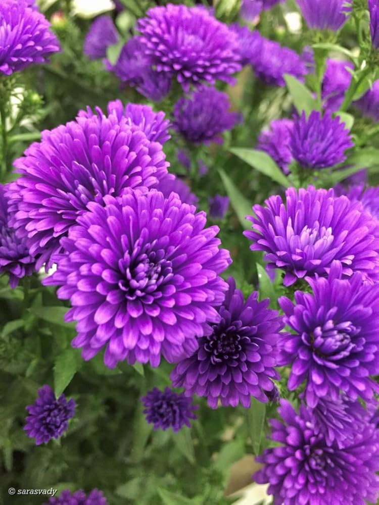 Gerbera Hybrid Perennial Flower - for planting in home garden