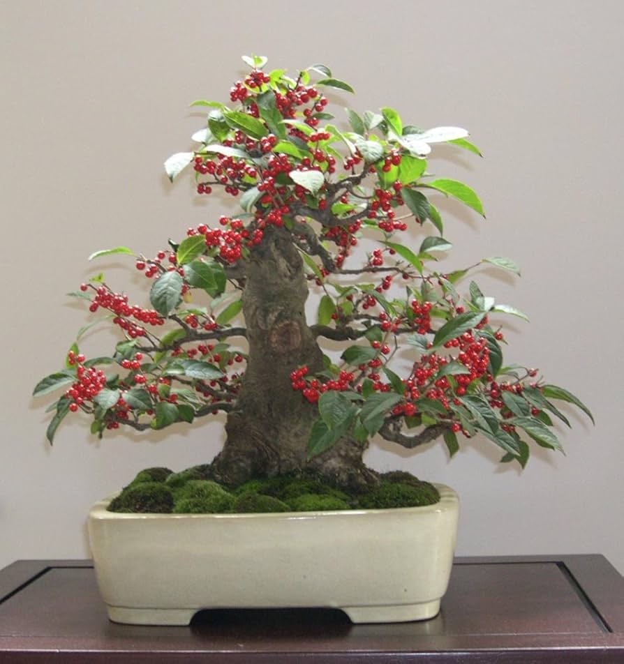 Common Holly – Ilex aquifolium – for bonsai tree planting