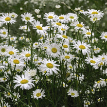 Ox Daisy Marguerite Chrysanthemum Leucanthemum Flower Plant Seeds for growers seeking a long-blooming display