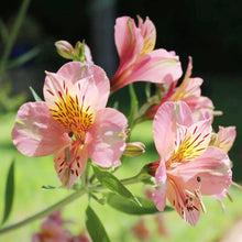 Peruvian Lily Seeds (Alstroemeria spp.) for growers filling out the Flower Bed