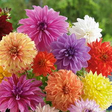Double Dahlia Mini Mary Seeds for a colorful addition to any planting