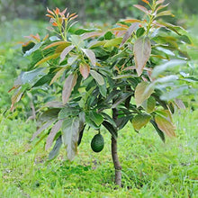 Mixed Avocado Seeds (Persea americana) for sweet homegrown fruit in the Delicious Home Garden Cultivation