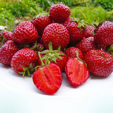 Giant Strawberry Fragaria × Ananassa fruit Seeds for growers planting the home garden and vertical garden planters