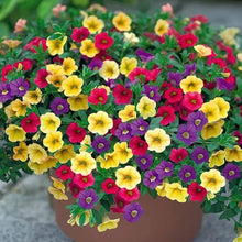 Petunia Petunia Hybrida Hanging Seeds for colorful blooms in the Baskets, Window Boxes, and Balcony Displays