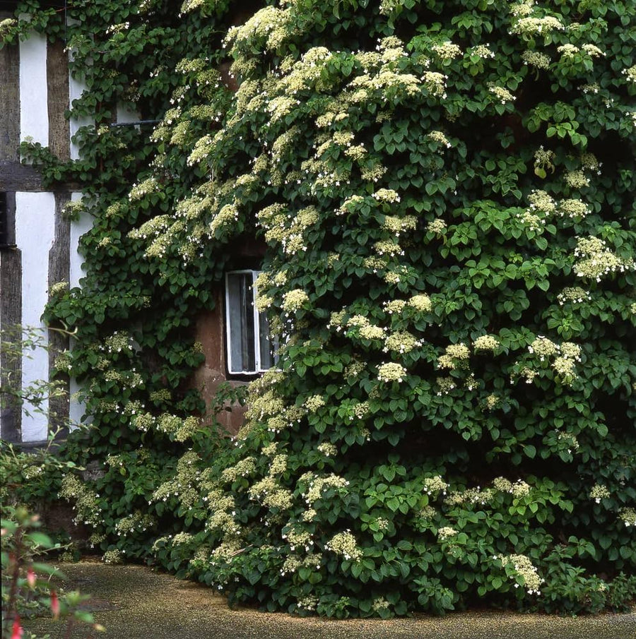 Climbing Hydrangea Seeds for training up trellises and fences