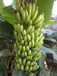 Banana Seeds (Musa spp.) grown for tropical Indoor Gardening