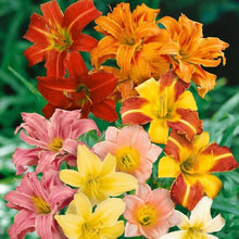 Hybrid Daylily Hemerocallis hybrida flowers grown from seeds for colorful garden borders and seasonal planting