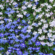 Lobelia Erinus String of Pearls Mix Annual Seeds for reliable seasonal color