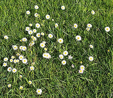English Daisy Seeds (Bellis perennis) for gardeners building out beds and borders