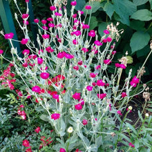 Campion Lychnis Coronaria Rose Seeds for seasonal color across the Garden Borders