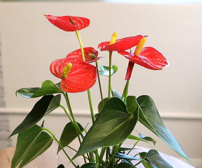 Anthurium Andraeanum Red Rare Flower - for planting in home garden