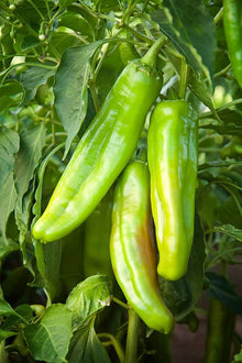 Big Seeds (Jim pepper) for a reliable harvest in the home garden or large pots