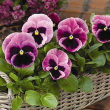 Italian Pansy Seeds for a colorful addition to any planting