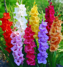 Gladiolus Seeds for growers filling out the Red Garden