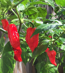 Chile Pepper Seeds (Capsicum chinense) for growers stocking the Naglah Variety in Kitchen Garden