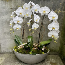 Phalaenopsis Orchid Seeds (Phalaenopsis spp.) for seasonal color across the indoor pots and decorative orchid gardening