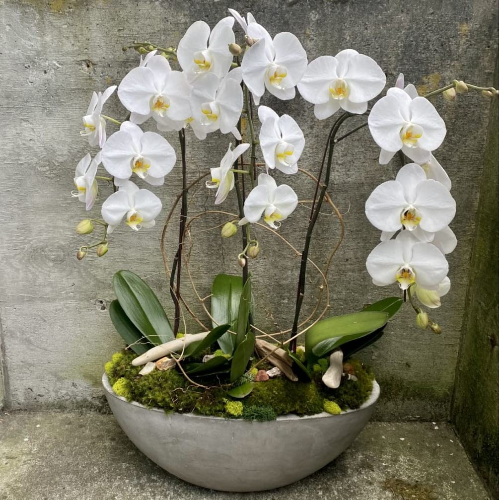 Moth Orchid Phalaenopsis Aphrodite Flower Seeds for Planting in Indoor Pots and Orchid Displays - for planting in home garden