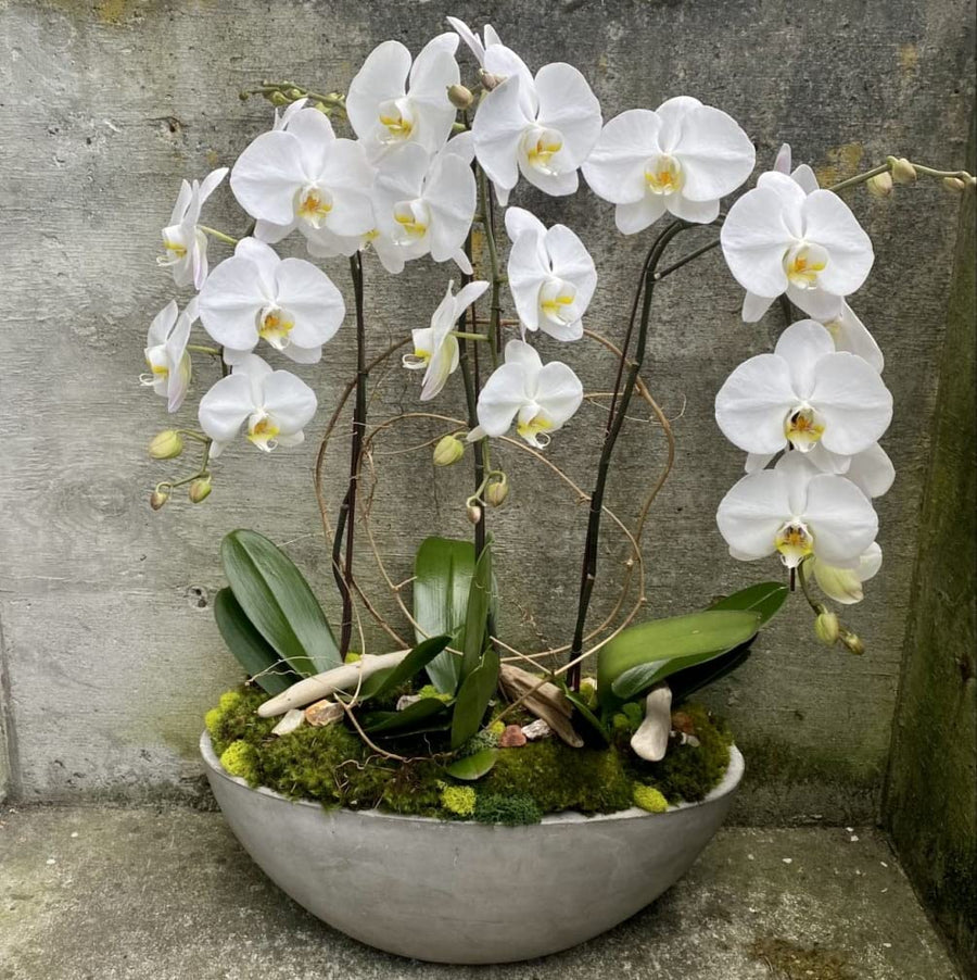 Phalaenopsis Orchid Phalaenopsis spp. flower seeds for indoor pots and vertical garden decor - for planting in home garden