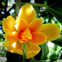 Magnolia Orange Seeds for growers planting the Garden Displays