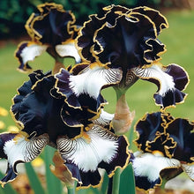 Iris Rare Colors Seeds (Iris germanica) for growers filling out the home garden