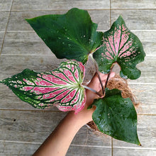 Thailand Caladium Seeds for a lasting addition to the Garden & Bonsai
