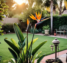Bird of Paradise Seeds (Strelitzia reginae) for a lasting display in the tropical gardens and indoor displays