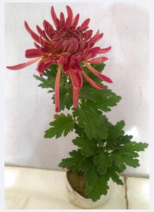 Japan Spider Chrysanthemum Seeds for gardeners building out beds and borders