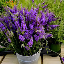 Yellow Lavender Seeds for a fragrant addition to the herb patch