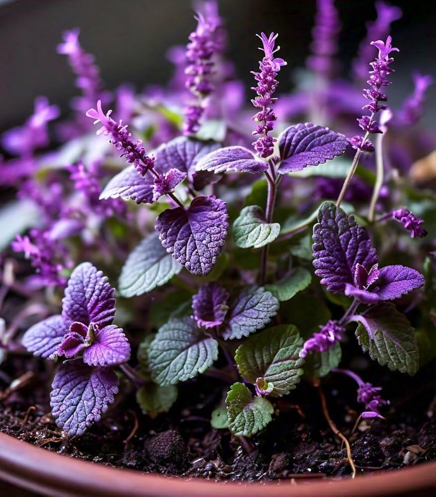 Mosquito-Repelling Flowers & Herbs for planting in garden