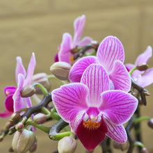 Mini Orchid Orchidaceae Seeds for growers seeking a long-blooming display