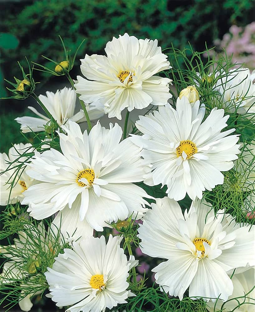 White Psycho Cosmos flower seeds