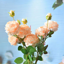 Cabbage Rose Seeds (Rosa species) for growers stocking the Flower Bed