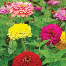 Zinnia Mix Elegans Semi Seeds for growers filling out the flower bed