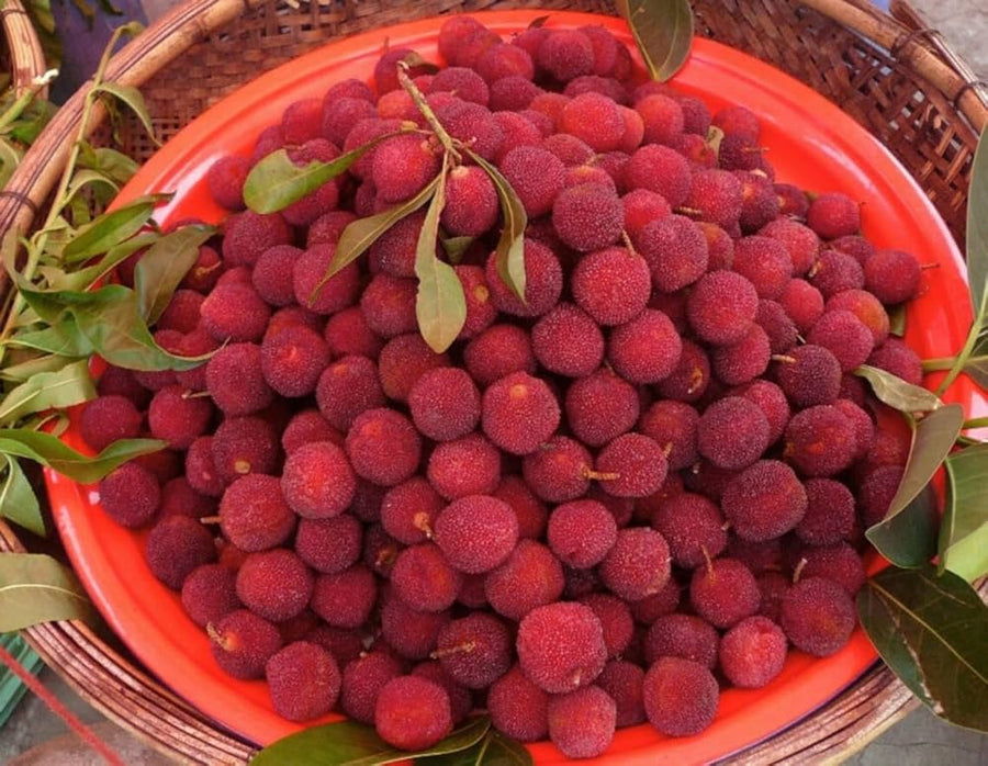Red bayberry seeds