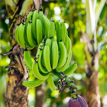 Dwarf Banana Seeds (Musa spp.) for a homegrown harvest from the Urban Garden