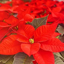 Poinsettia Euphorbia Pulcherrima Flower Seeds for Planting – Bright Blooms for Indoor Decor and Holiday Gardens