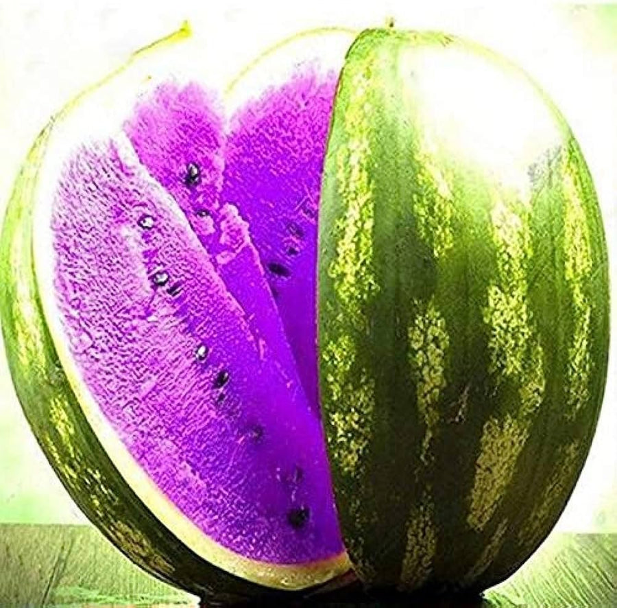 Jungjongjin Rare Purple Watermelon Seeds for home growers seeking a reliable harvest