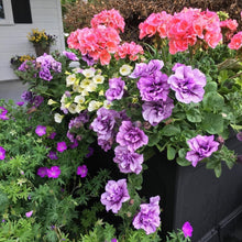 Petunia Petunia Hybrida Purple Seeds for a lasting display in the Garden Borders, Hanging Baskets, and Pots