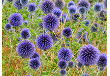 Globe Thistle Echinops Ritro Seeds for a colorful addition to any planting