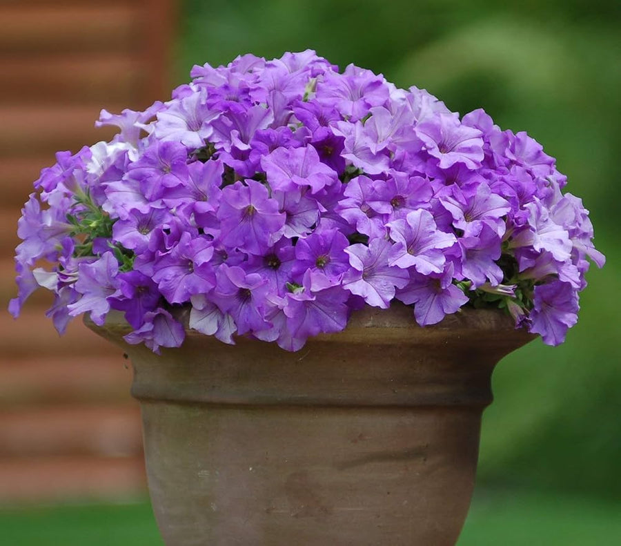 Dark blue petunia flower seeds