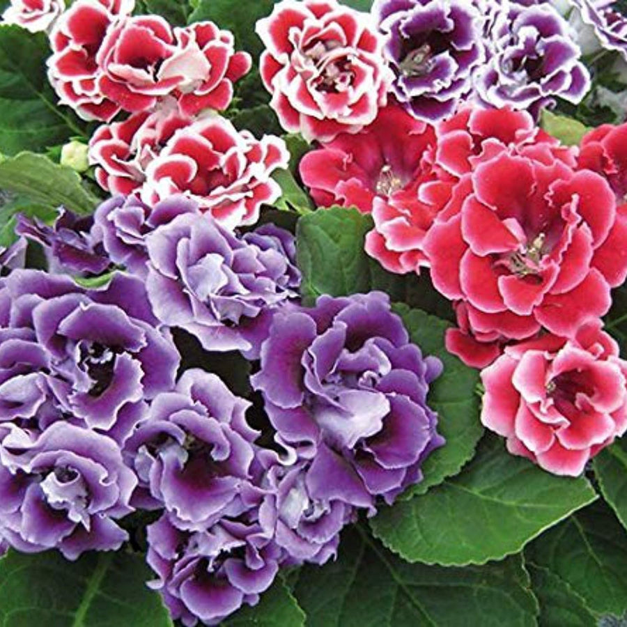 Globe Amaranth Beautiful Indoor Herb Flower - for planting in home garden