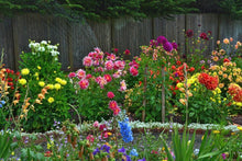 Mixed Seeds for growers filling out the Flower Bed