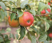 Apple Seeds (Malus domestica) for sweet homegrown fruit in the orchard rows and edible landscapes