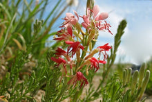Gaura Gaura Lindheimeri Scarlet Wildflower Seeds prized for pollinator Natural Landscaping